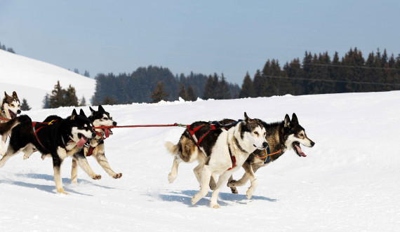 Dog Sledding In Megeve